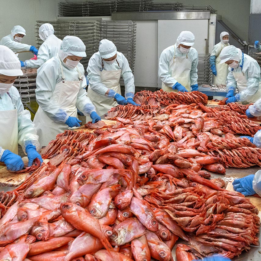 干物職人による金目鯛の開き作業